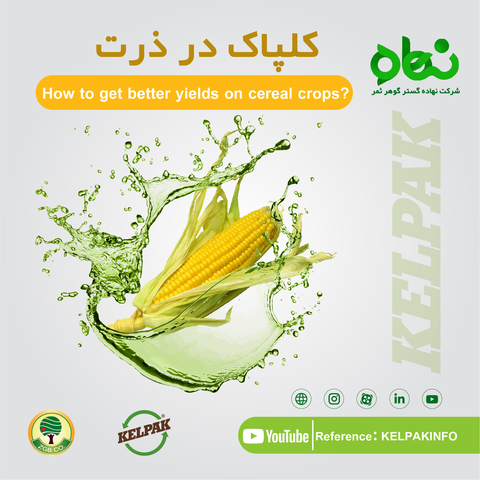  کلپاک در ذرت